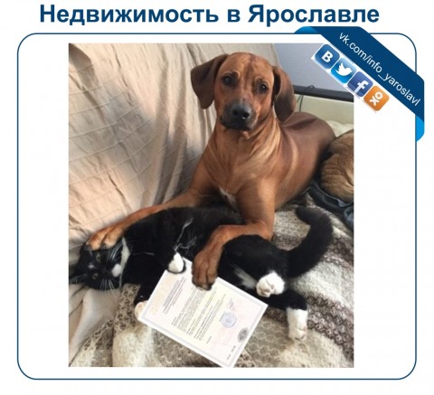 Недвижимость Ярославля Аренда Покупка Продажа  ярославль объявления
 объявление дать сдать снять Агентство Недвижимости ИНФО - доска объявлений